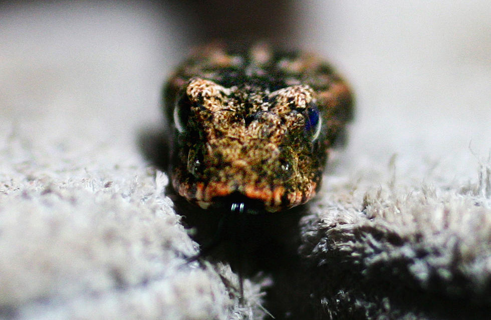 Man Finds Live Poisonous Snake in a Bag of Grocery Store Lettuce