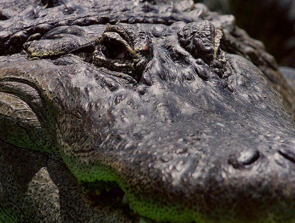 Alligator Spotted Hiding Near Potting Soil at Louisiana Dollar General Store