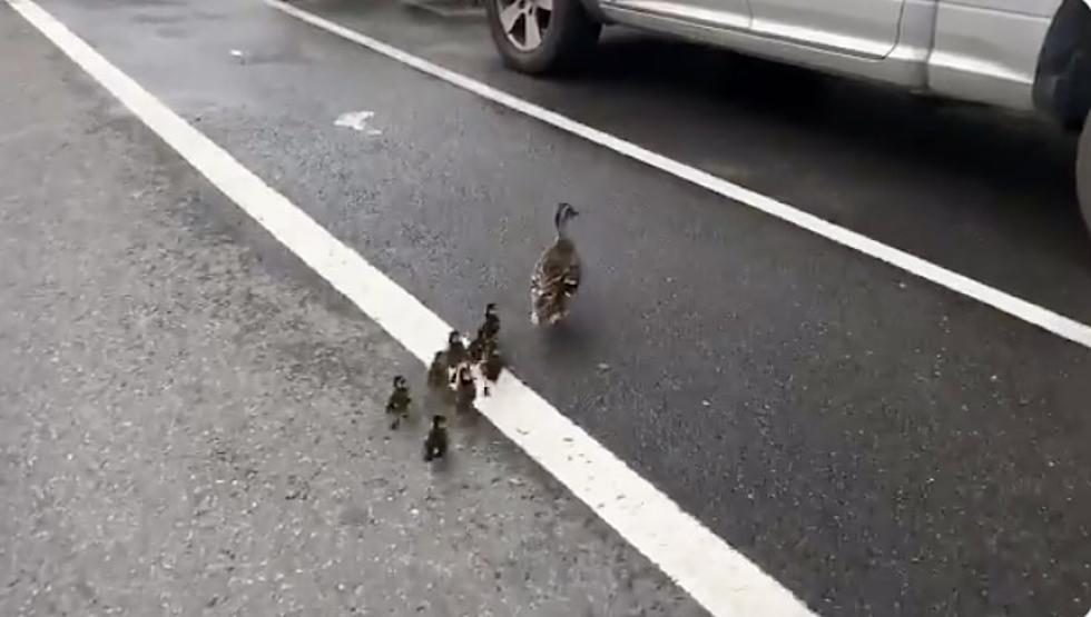Mama Duck and Ducklings Bring Busy New York Street to Halt