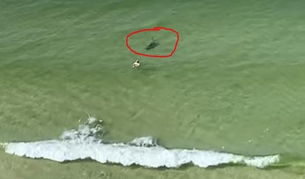 Huge Shark Darts Directly At Swimmer at Panama City Beach