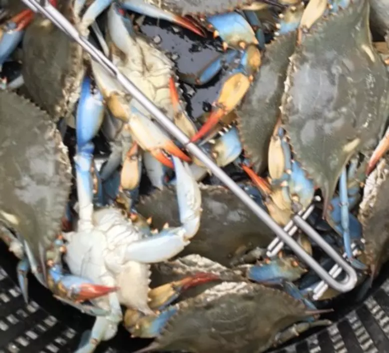 60 Crabbing Scoop Net