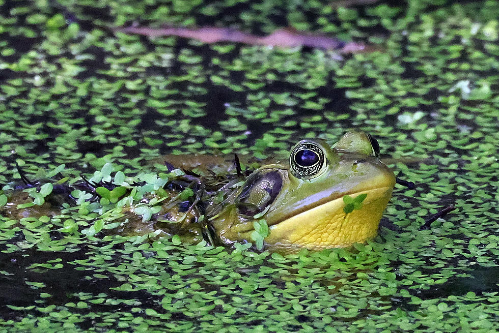 Male Frogs in the Atchafalaya Basin Are Turning Into Female Frogs
