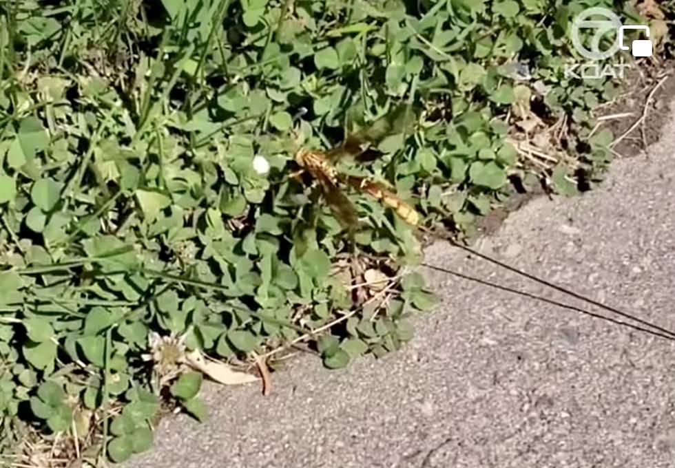 WDSU News in New Orleans Asking What is the Strange Insect in This Video