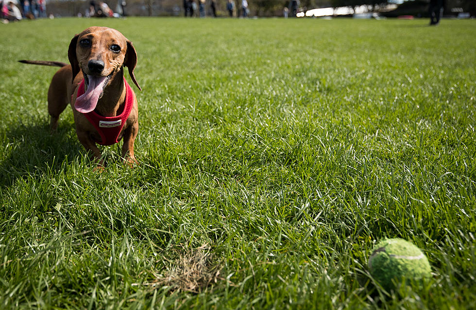 No Explanation as to Why Dog&#8217;s Ball Moves by Itself