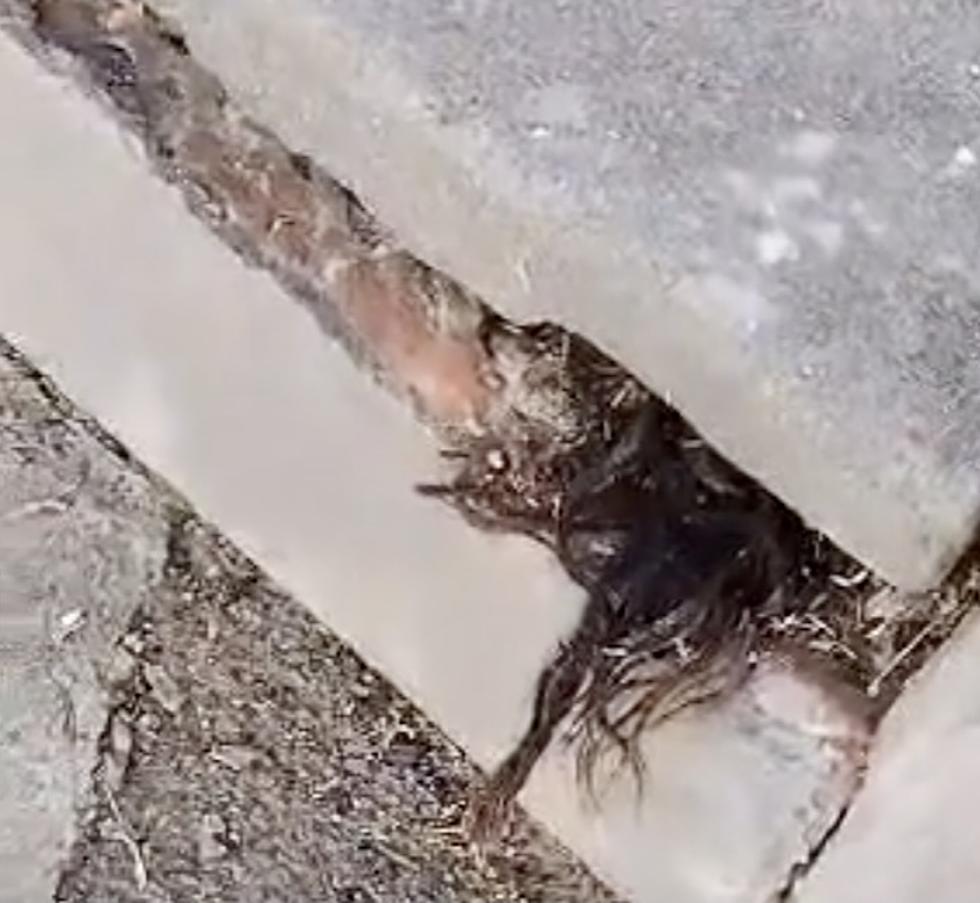 Hair Growing Out of 100-Year-Old Grave in St. Joseph’s Cemetery