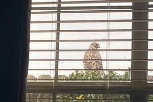 What Type of Bird is Outside this Bedroom Window?