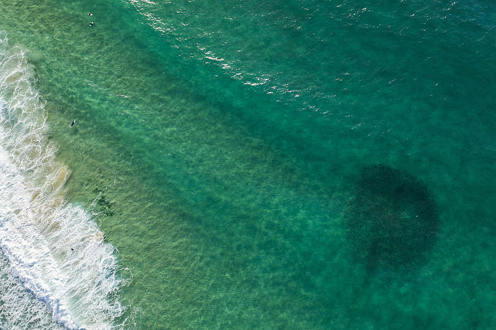 Drone Catches School of Fish off Florida Coast Doing Something Odd [VIDEO]