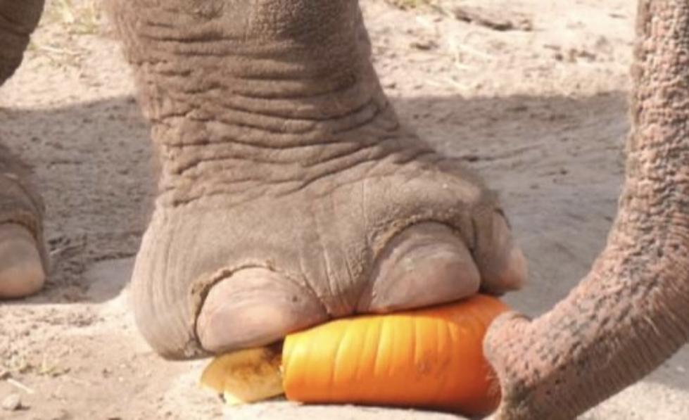 Elephants at Audubon Zoo in New Orleans Smash Pumpkins