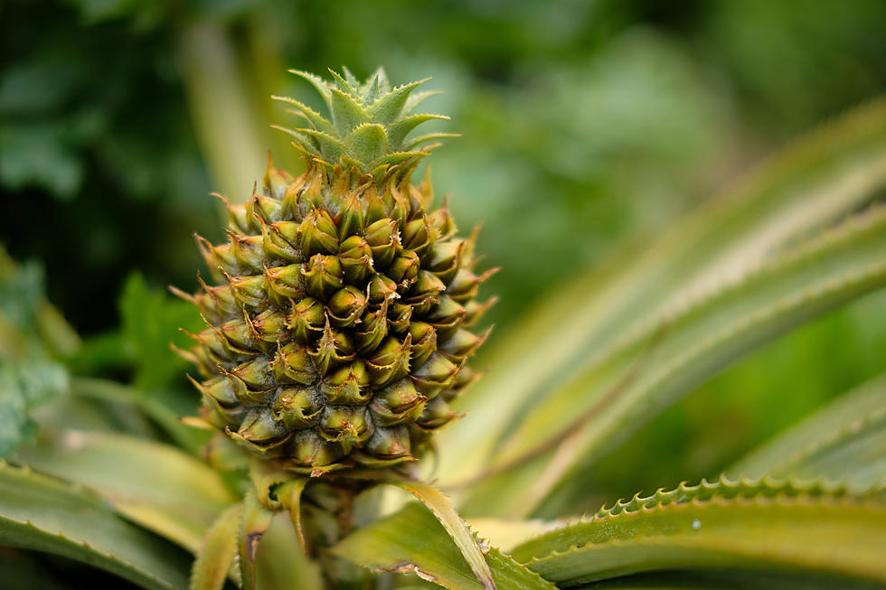 What Do Pineapples on Clothing, Flags and Napkins Mean