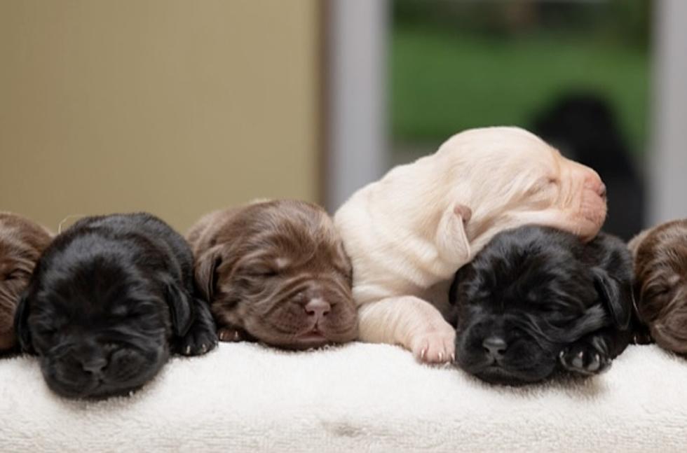 Lab Named Zola Gives Birth to Historical Litter of Pups