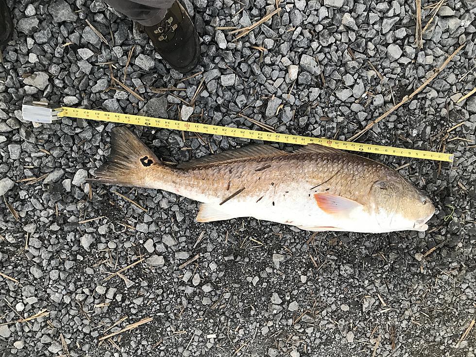 The Redfish are Running at Rockefeller Wildlife Refuge [PHOTOS]