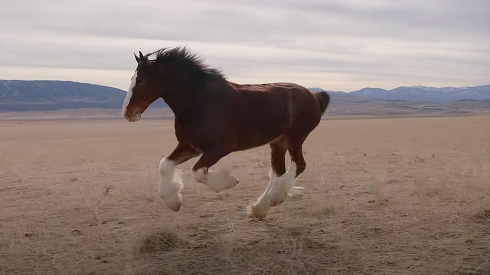 Budweiser&#8217;s New Clydesdale 2022 Super Bowl Commercial