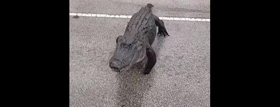 Huge 3-Footed Alligator Casually Crosses Busy Street in Florida