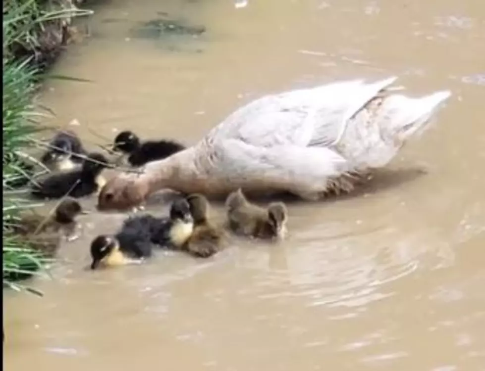 Baby Ducklings Rescued in Youngsville