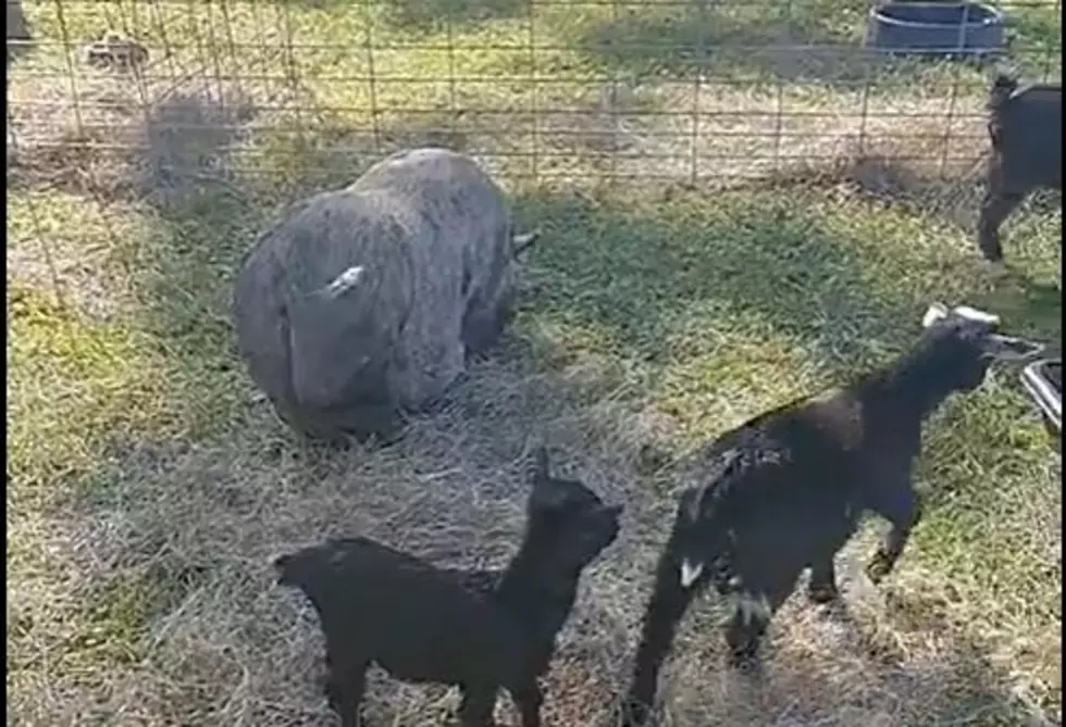 Mini-Petting Zoo is the Perfect Lafayette Summer Stop; It's FREE