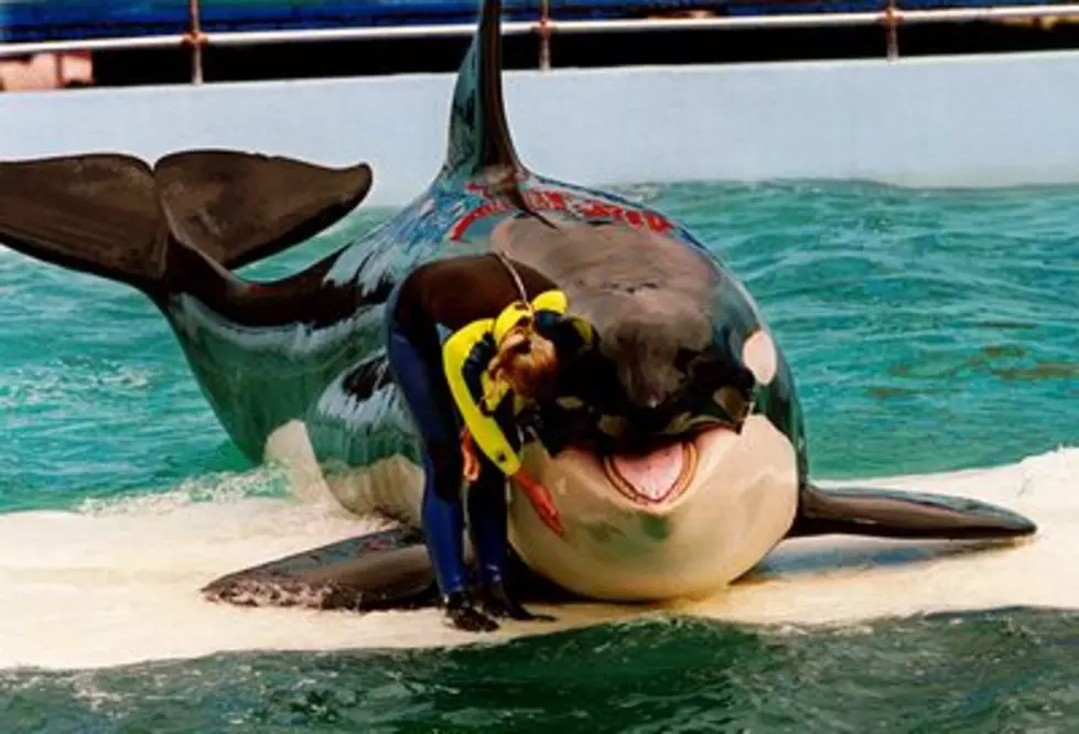 Over 50 Years at Miami Seaquarium, Lolita the Whale May Be Set Free