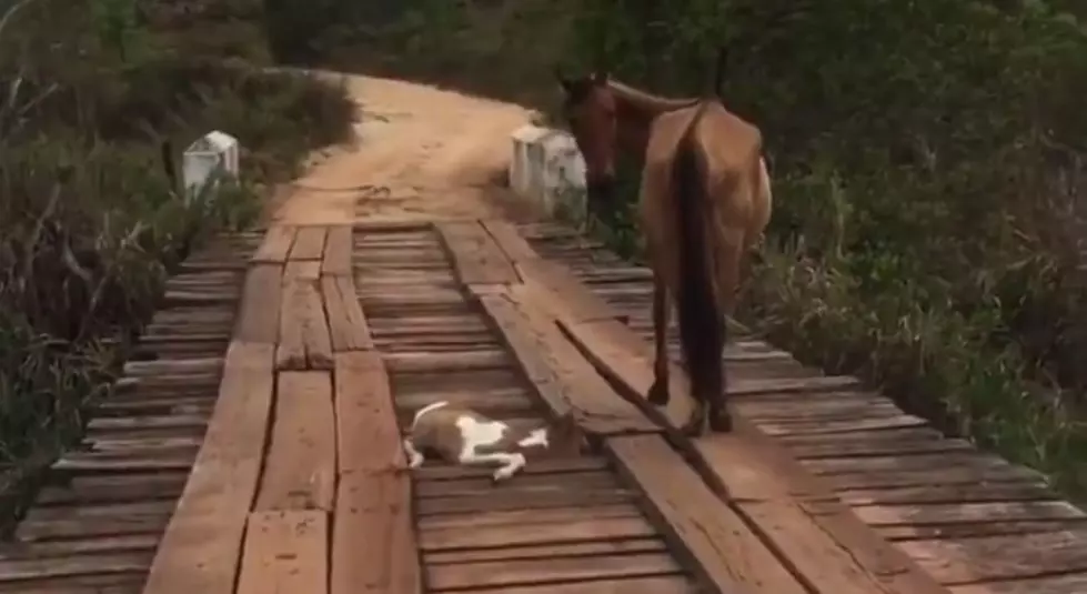Man Rescues Foal Stuck on Bridge