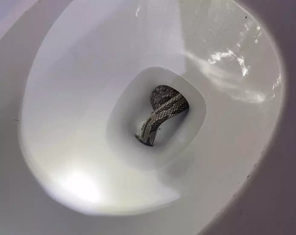 Alabama Police Respond to a Call—A Snake in Their Work Restroom