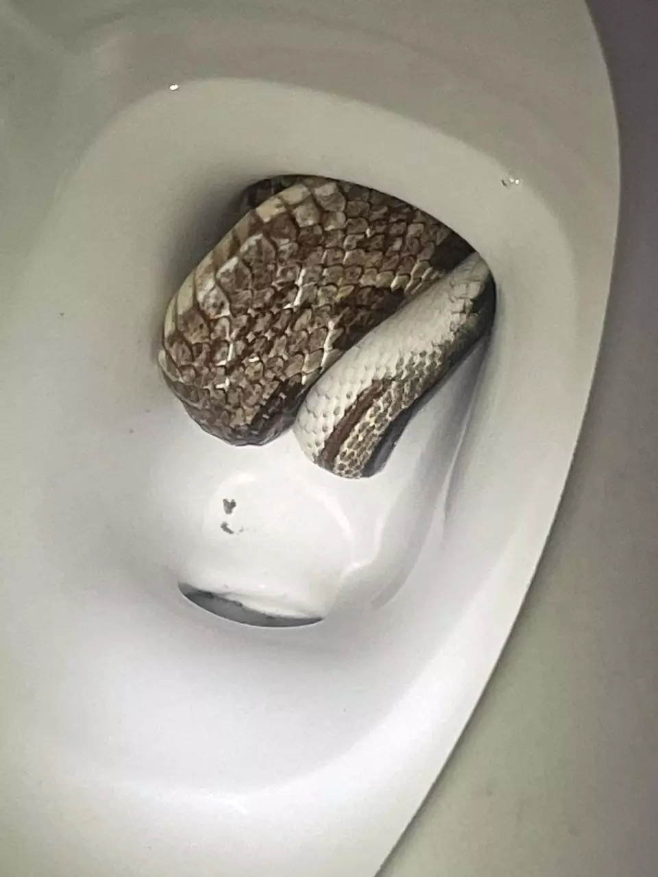 Yes, it can happen: Snake finds its way into toilet of Alabama