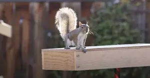 Squirrelympics 3.0 Has Finally Arrived