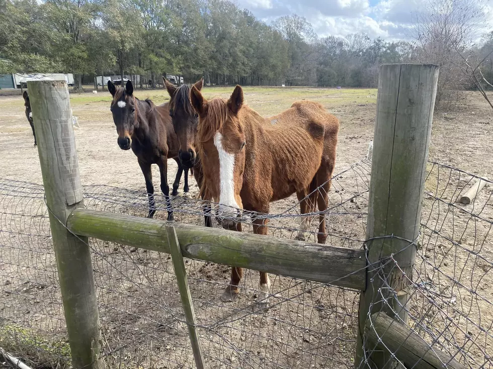 Nine Horses Found Neglected in St. Landry Parish—Husband & Wife Arrested