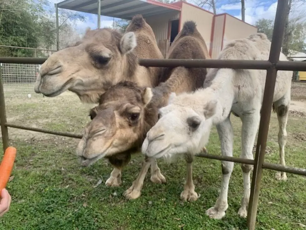 Meet Sammy, Leslie and Krinky Three New Additions to the Zoosiana