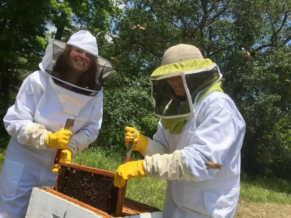 Bee Experience and Honey Tasting—You&#8217;ll Love It!