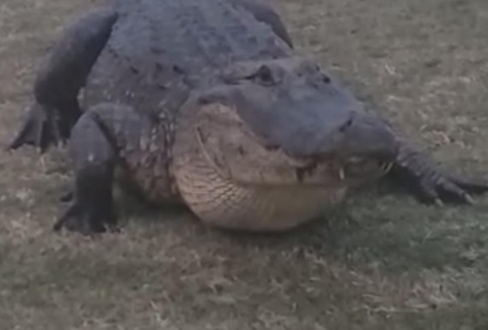Massive Alligator Spotted Near South Louisiana Casino [VIDEO]