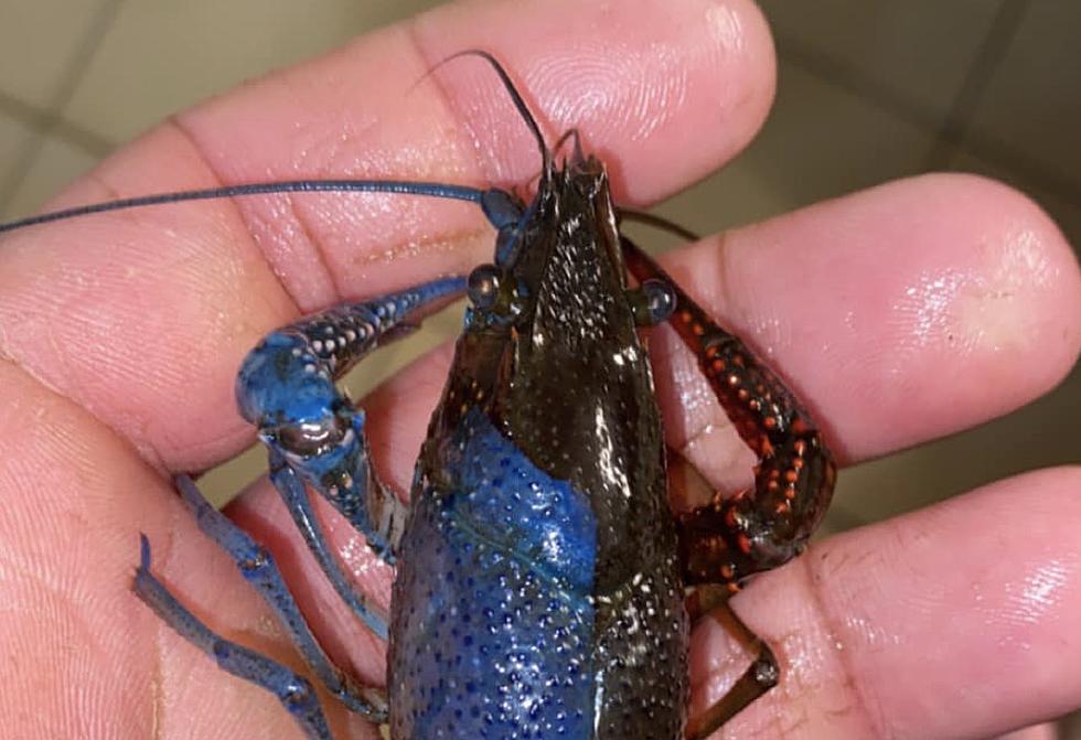 Man Catches Two Tone Colored Crawfish in Atchafalaya Basin [PHOTO]