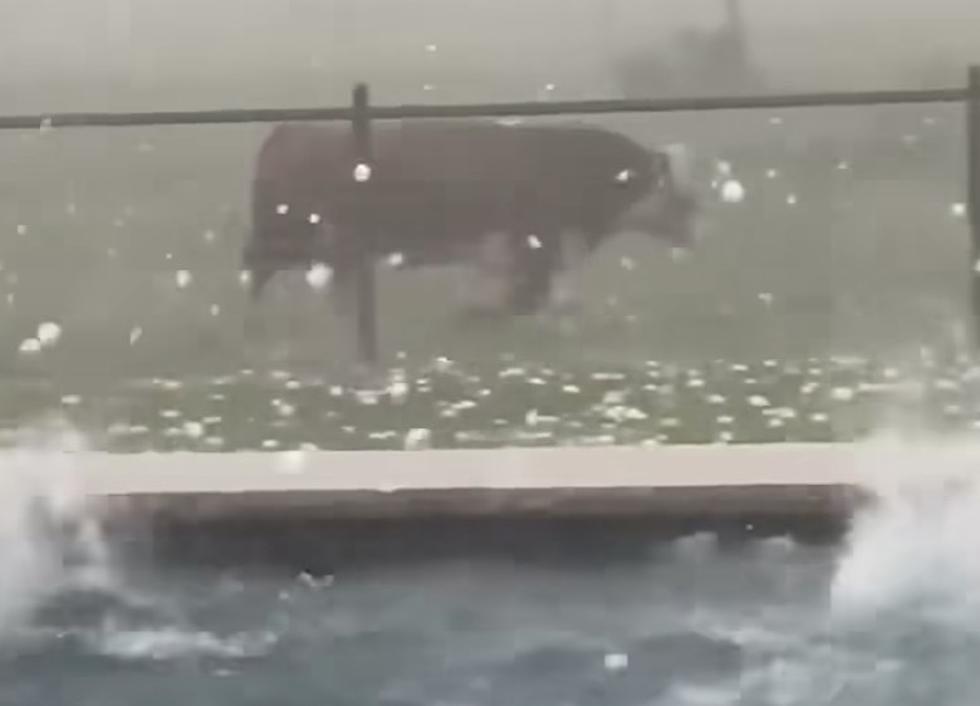Shocking Video Shows Cow Stuck in Texas Hailstorm [WATCH]