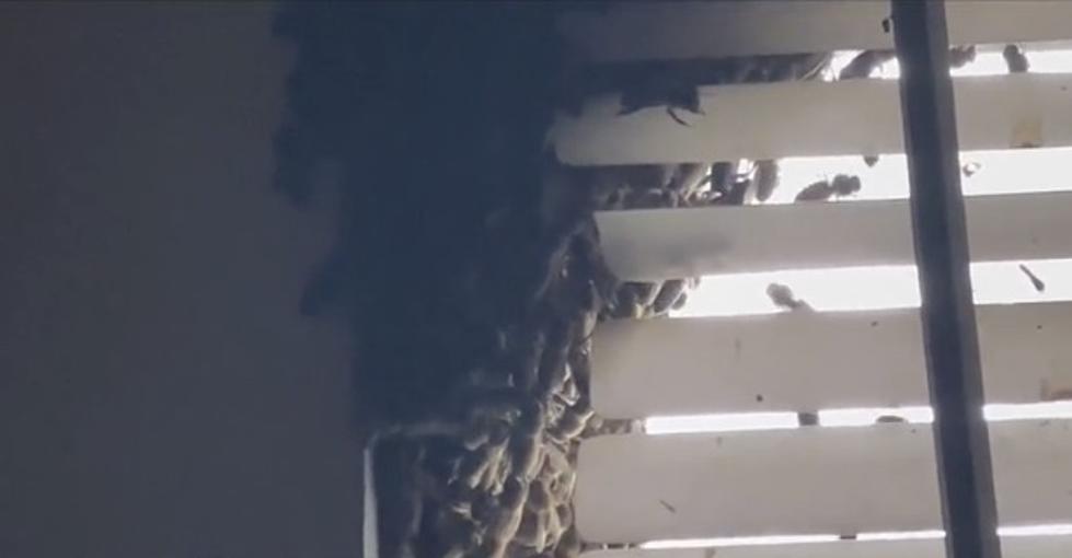 Jeanerette, Louisiana Home Has Been Invaded by Unwanted Guests