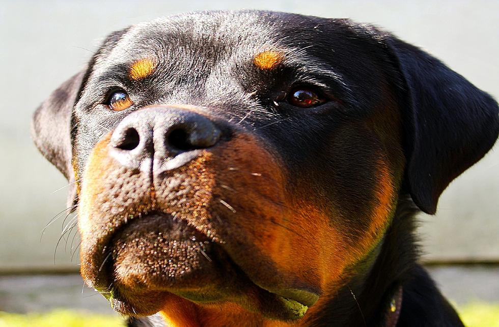 Louisiana Man Accused of Enticing His Dogs to Hurt a Police Officer