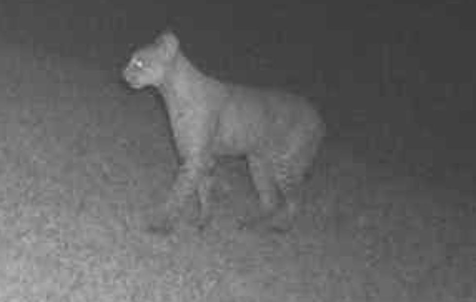 Large Bobcat Spotted on Trail Camera in South Lafayette