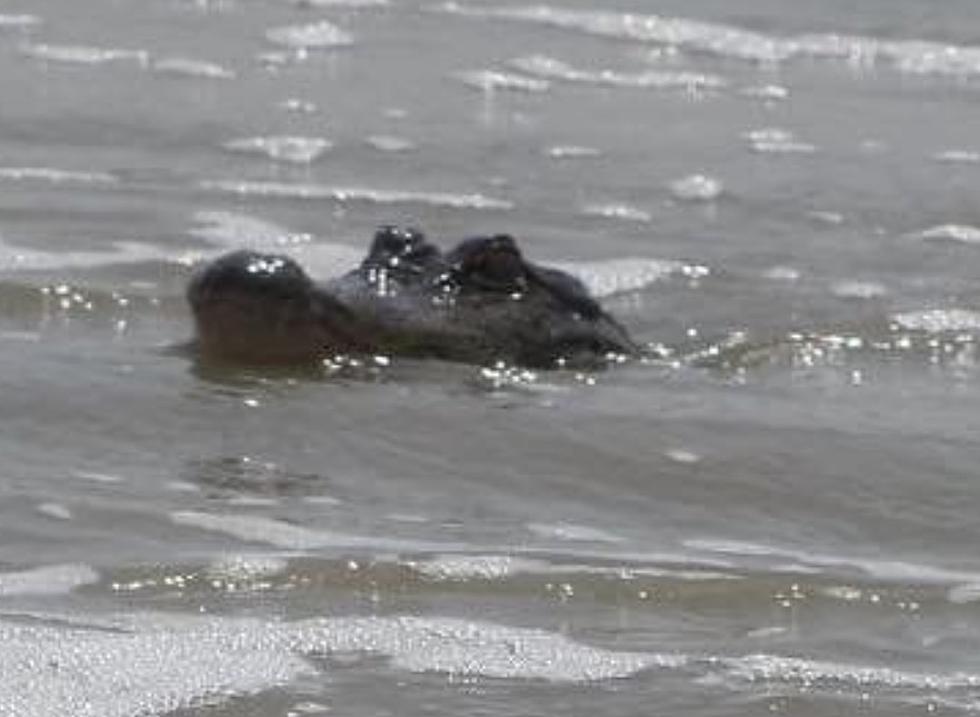 Alligator Spotted in Surf Off of Louisiana Coast [PHOTOS]