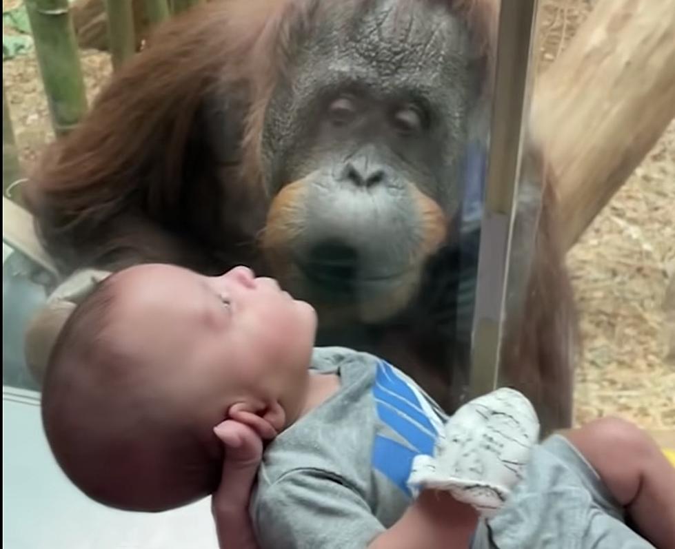 Orangutan Knocks on Glass to Direct Mom to Bring Baby Closer 