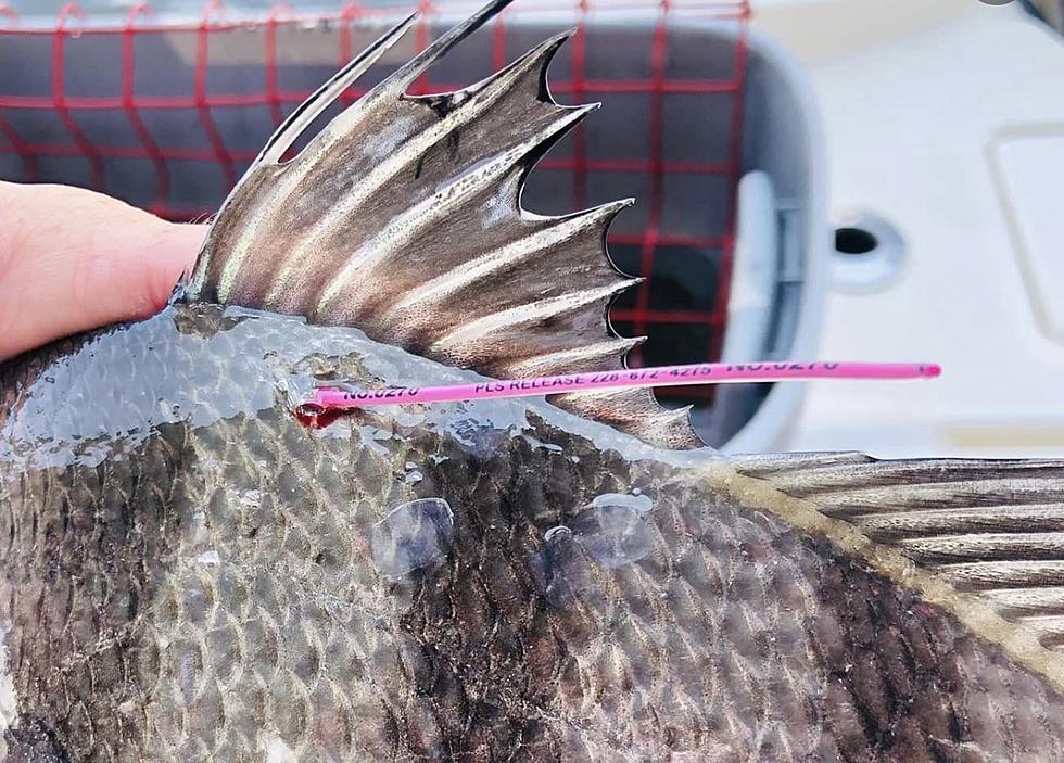 Anglers in Southern State Asked to Release Fish With Pink Tag