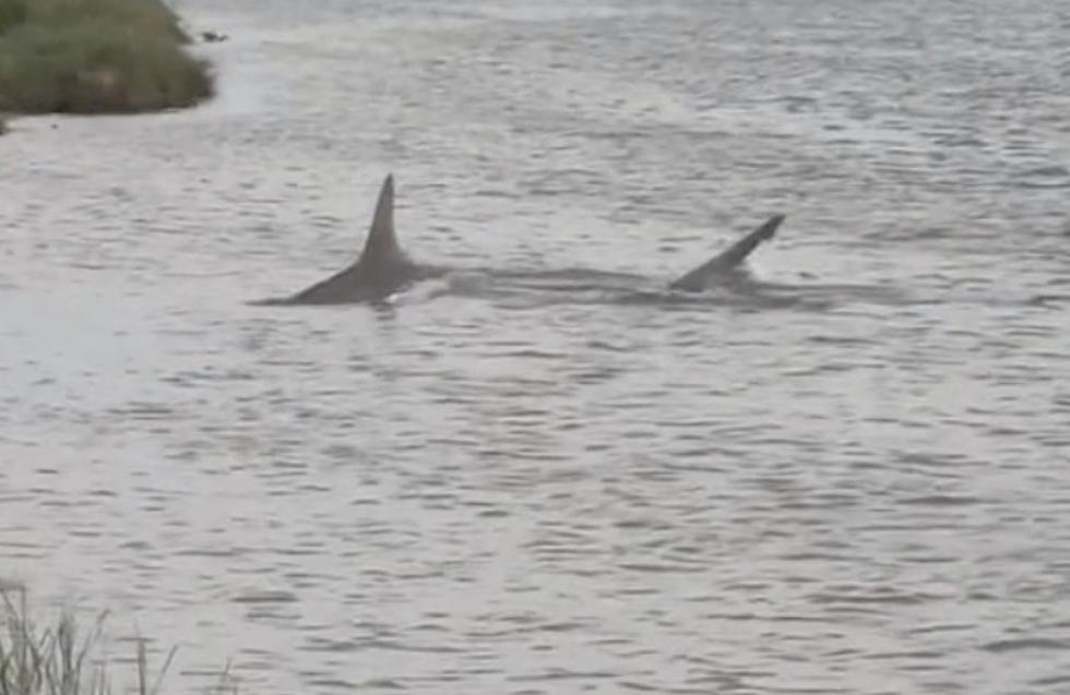 Large Shark Spotted Swimming Near Shore in Galveston, Tx [VIDEO]
