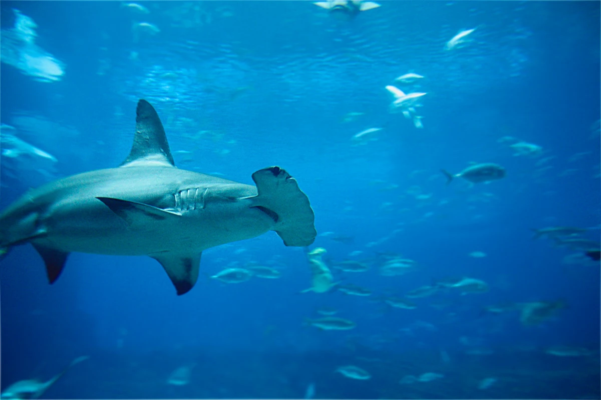 Aerial Shot Shows Huge Hammerhead Shark in Pensacola Beach