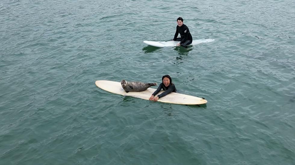 Surfers Make a New Friend after He Jumps on a Surfboard