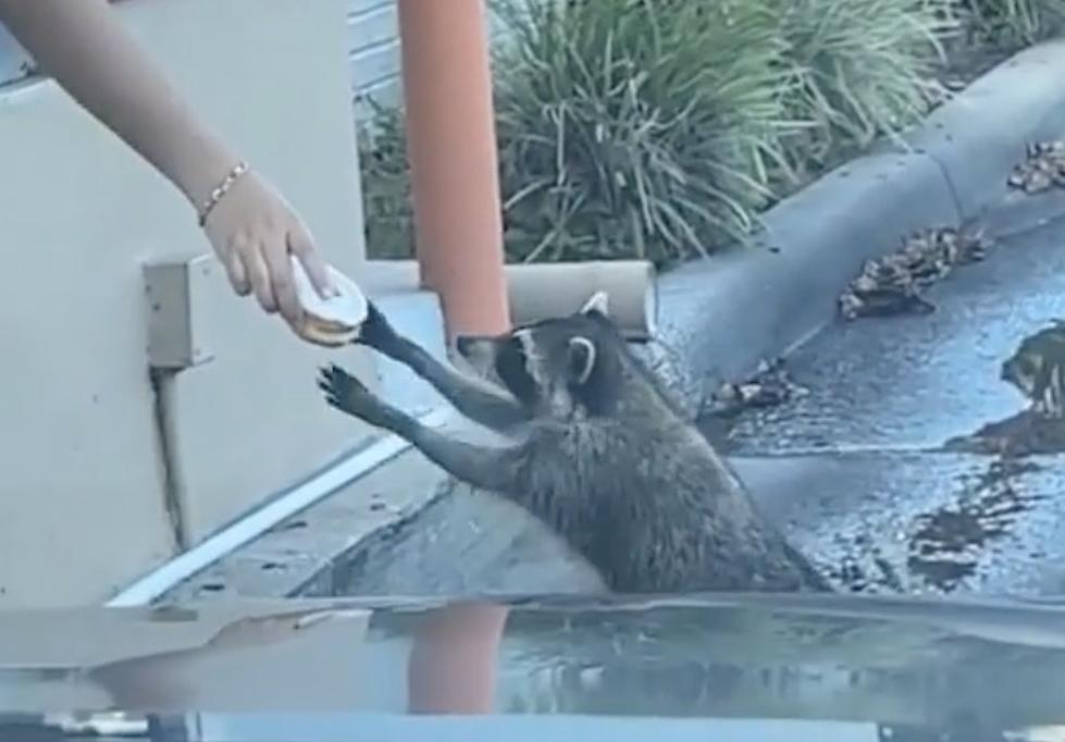 Adorable Video Shows Dunkin’ Donut Employee Serving Raccoon Treat