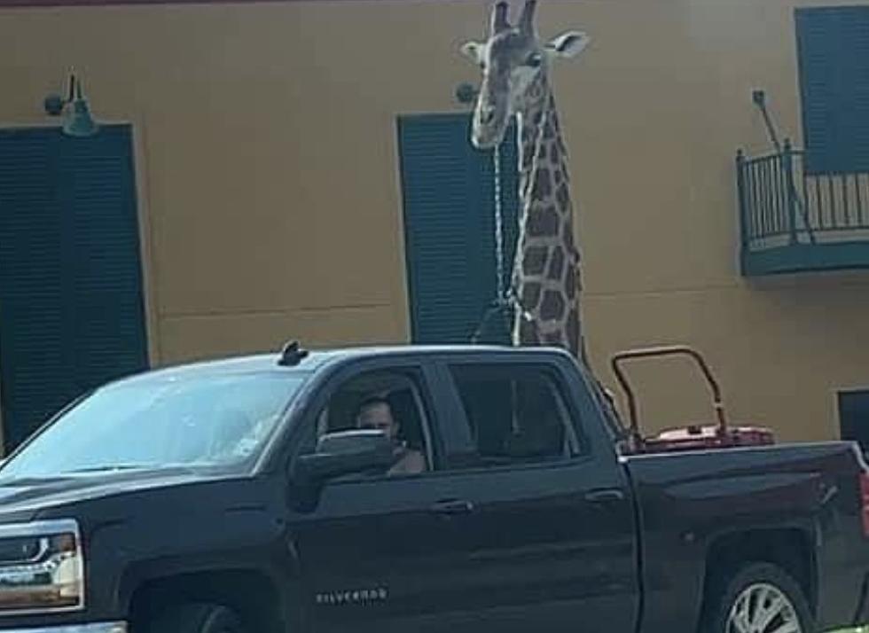 Louisiana Man Seen Driving With Giraffe in Bed of Truck [PHOTOS]