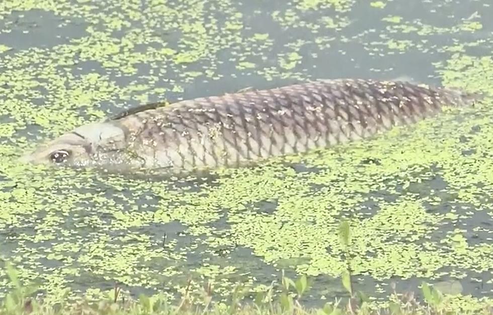 Thousands of Dead Fish Float to Surface of Pond in Louisiana [VIDEO]