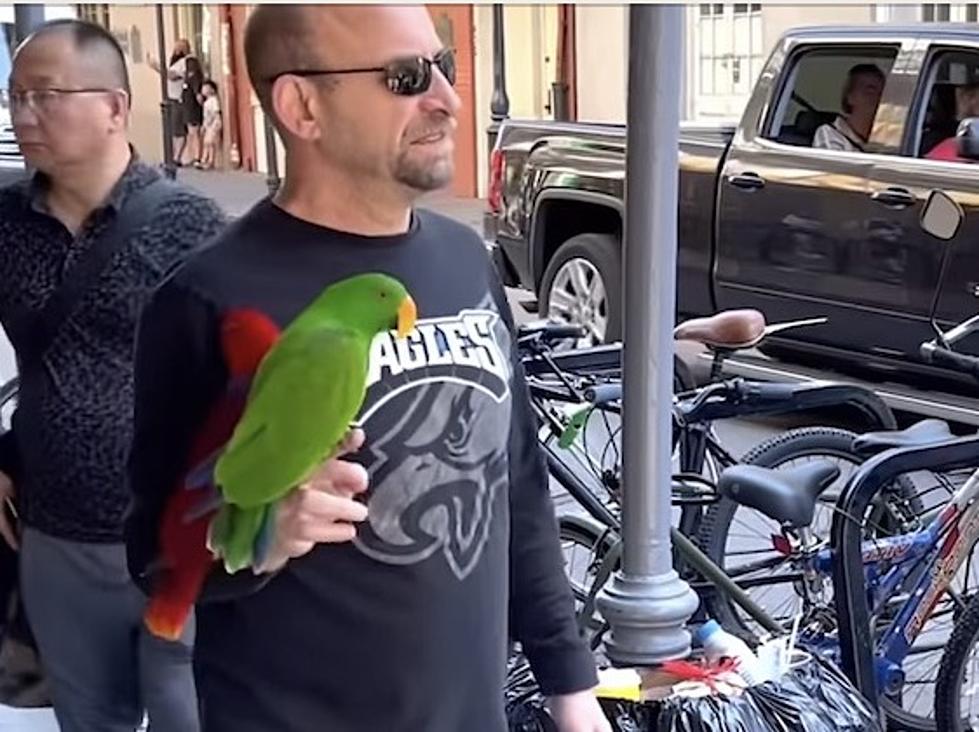 Various Animals Spotted in French Quarter of New Orleans [VIDEO]