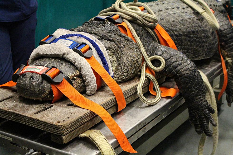 Florida Alligator Forced to Get CT Scan After Medical Concern