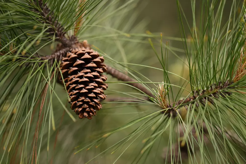 Why Are Some Gardeners Hanging Pine Cones Near Their Garden?
