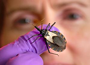 Why Kissing Bugs Are Not Anything You Should Love
