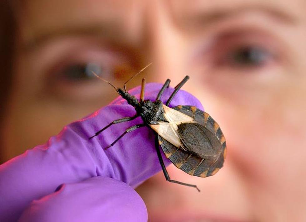 Why Louisiana Needs to Stay Away from Kissing Bugs, You Don’t Want Their Kiss