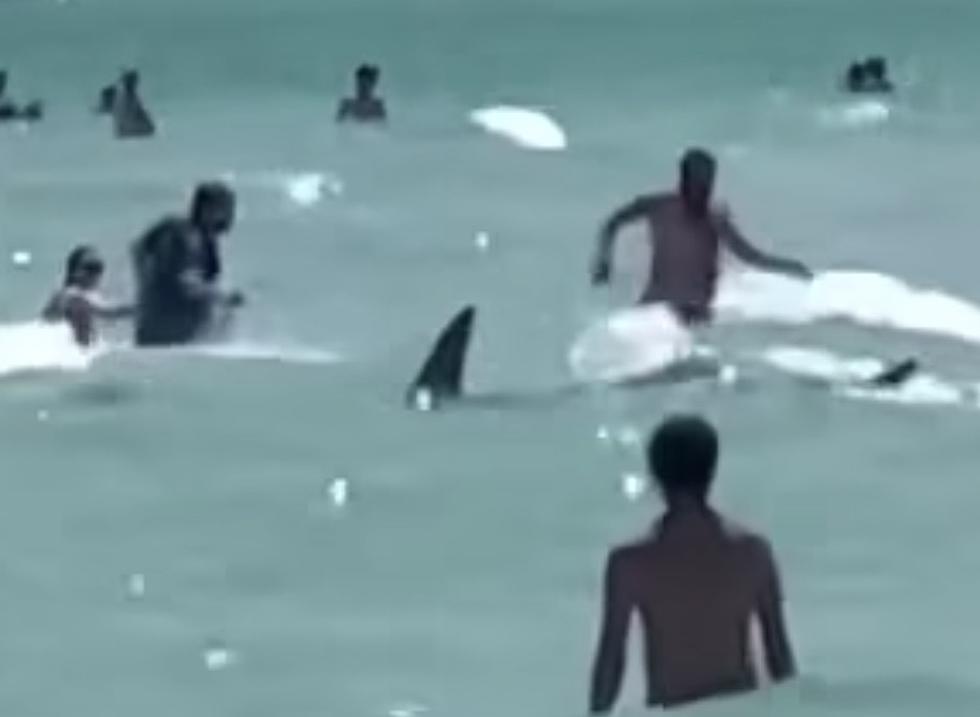 Large Shark Very Close to Beachgoers in Navarre Beach [VIDEO]