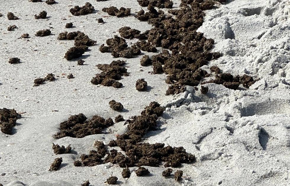 Large Quantity of Marijuana Washed Up on Florida Beach [PHOTOS]