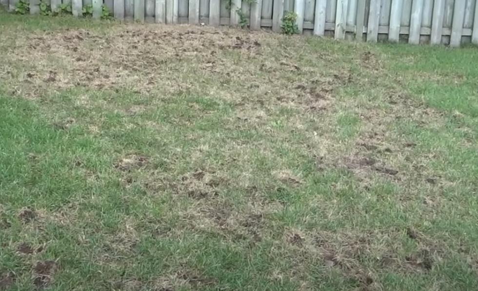 If Your Lawn Looks Like This, Be Careful While Outdoors at Night [VIDEO]